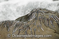 Mudskippers on a rock Photo - Gary Bell