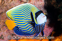Emperor Angelfish Photo - Gary Bell