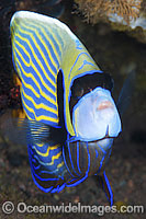Emperor Angelfish Pomacanthus imperator Photo - Gary Bell