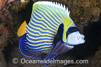 Emperor Angelfish Photo - Gary Bell