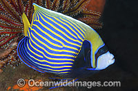 Emperor Angelfish Photo - Gary Bell