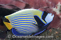 Emperor Angelfish Photo - Gary Bell