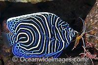 Emperor Angelfish cleaned by shrimp Photo - Gary Bell