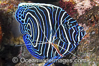 Emperor Angelfish cleaned by shrimp Photo - Gary Bell