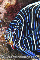 Emperor Angelfish cleaned by shrimp Photo - Gary Bell