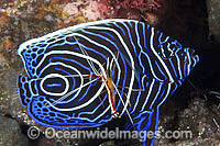 Emperor Angelfish cleaned by shrimp Photo - Gary Bell