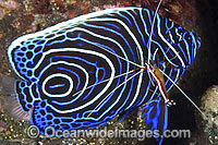 Emperor Angelfish cleaned by shrimp Photo - Gary Bell