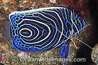 Emperor Angelfish cleaned by shrimp Photo - Gary Bell