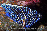 Emperor Angelfish being cleaned by shrimp Photo - Gary Bell