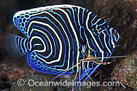 Emperor Angelfish being cleaned by shrimp Photo - Gary Bell
