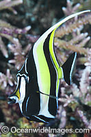 Moorish Idol Zanclus cornutus Photo - Gary Bell