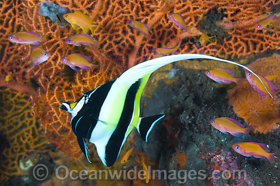 Moorish Idol Zanclus cornutus photo