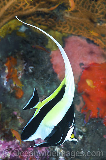 Moorish Idol Zanclus cornutus photo
