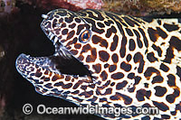 Honeycomb Moray Gymnothorax favageneus Photo - Gary Bell