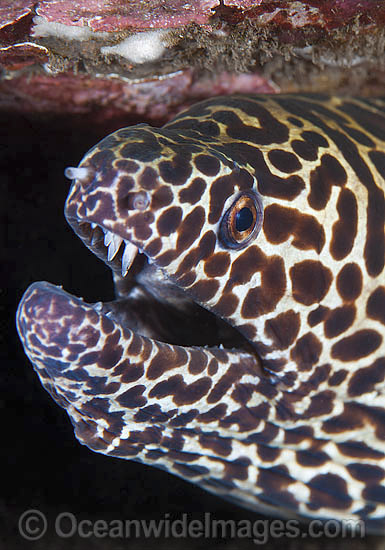 Honeycomb Moray photo Honeycomb Moray photo