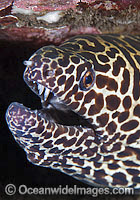 Honeycomb Moray Photo - Gary Bell