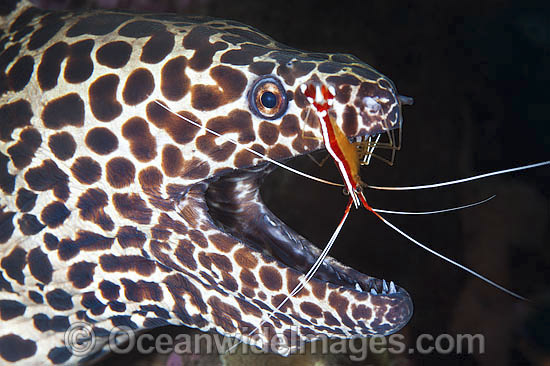 Shrimp cleaning Honeycomb Moray photo Shrimp cleaning Honeycomb Moray photo