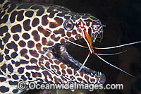 Shrimp cleaning Honeycomb Moray Photo - Gary Bell