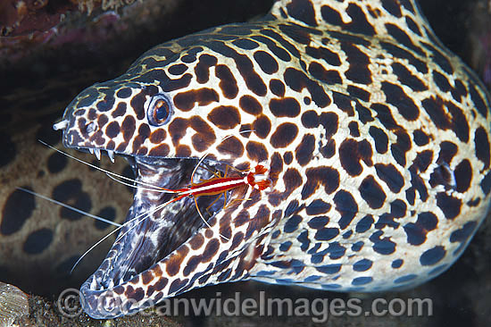 Honeycomb Moray cleaned by Shrimp photo Honeycomb Moray cleaned by Shrimp photo