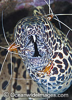 Shrimp cleaning Honeycomb Moray Photo - Gary Bell