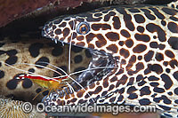 Honeycomb Moray cleaned by Shrimp Photo - Gary Bell