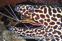 Shrimp cleaning Honeycomb Moray Photo - Gary Bell