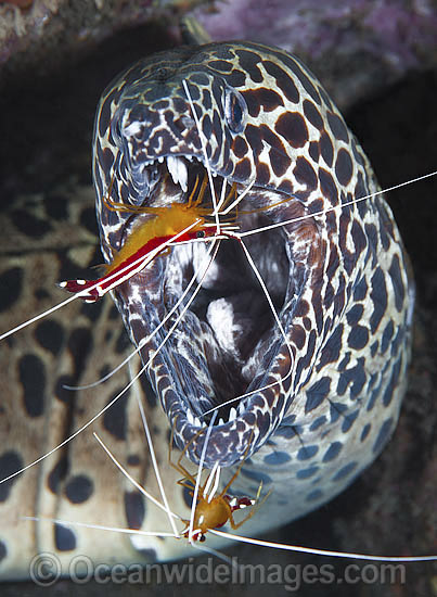 Shrimp cleaning Honeycomb Moray photo Shrimp cleaning Honeycomb Moray photo