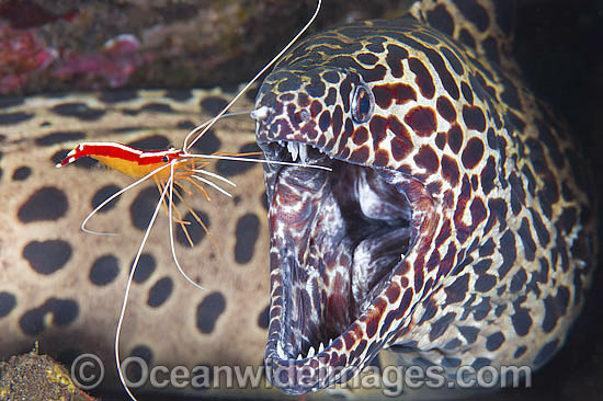 Honeycomb Moray cleaned by Shrimp photo Honeycomb Moray cleaned by Shrimp photo