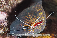 Yellow-edged Moray cleaned by shrimp Photo - Gary Bell