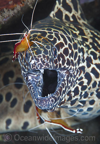 Honeycomb Moray being cleaned by shrimp photo Honeycomb Moray being cleaned by shrimp photo