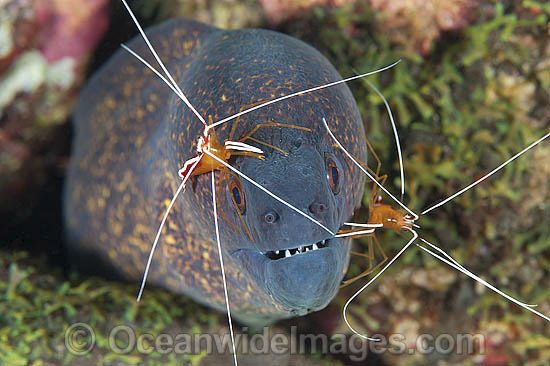 Yellow-edged Moray cleaned by shrimp photo Yellow-edged Moray cleaned by shrimp photo