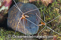 Yellow-edged Moray cleaned by shrimp Photo - Gary Bell