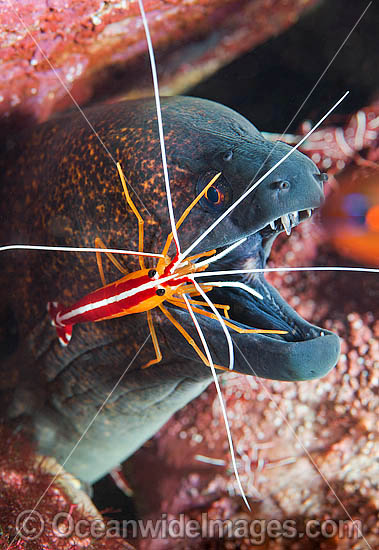 Yellow-edged Moray cleaned by shrimp photo Yellow-edged Moray cleaned by shrimp photo