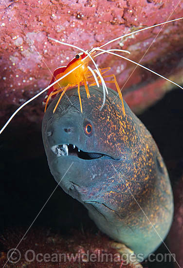 Yellow-edged Moray cleaned by shrimp photo Yellow-edged Moray cleaned by shrimp photo