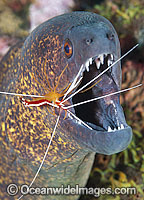 Moray cleaned by shrimp Photo - Gary Bell