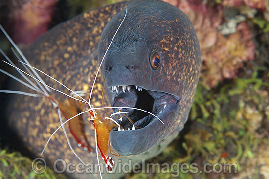 Yellow-edged Moray cleaned by shrimp photo Yellow-edged Moray cleaned by shrimp photo