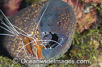 Yellow-edged Moray cleaned by shrimp Photo - Gary Bell