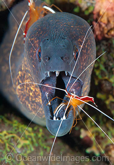 Yellow-edged Moray cleaned by shrimp photo Yellow-edged Moray cleaned by shrimp photo