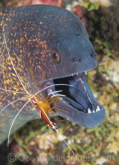 Yellow-edged Moray cleaned by shrimp photo Yellow-edged Moray cleaned by shrimp photo