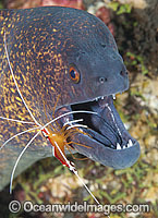 Yellow-edged Moray cleaned by shrimp Photo - Gary Bell