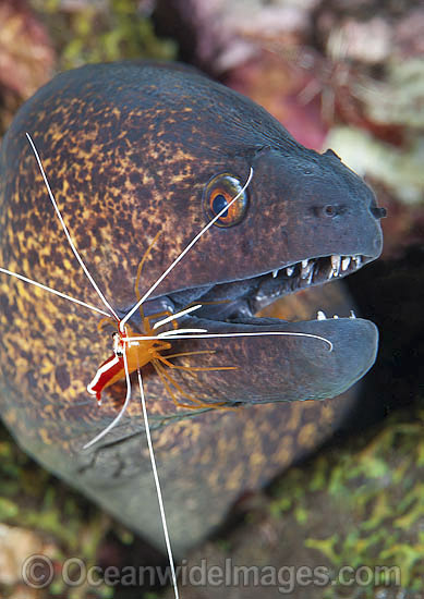 Yellow-edged Moray cleaned by shrimp photo Yellow-edged Moray cleaned by shrimp photo