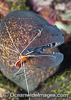 Yellow-edged Moray cleaned by shrimp Photo - Gary Bell