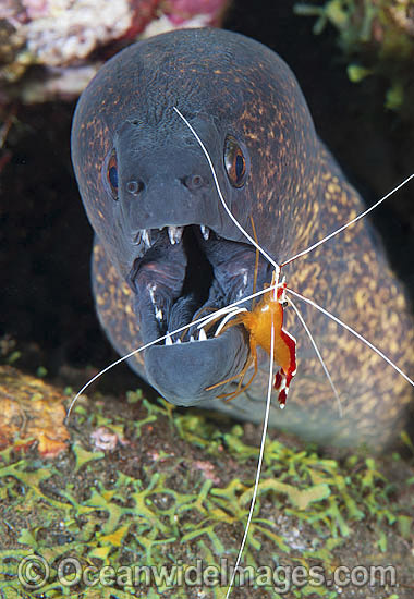 Yellow-edged Moray cleaned by shrimp photo Yellow-edged Moray cleaned by shrimp photo