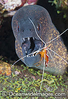 Yellow-edged Moray cleaned by shrimp Photo - Gary Bell