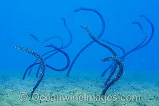 Sharp-nose Garden Eel Gorgasia taiwanensis photo Sharp-nose Garden Eel Gorgasia taiwanensis photo