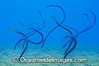 Sharp-nose Garden Eel Gorgasia taiwanensis Photo - Gary Bell