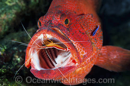 Shrimp and Wrasse cleaning Grouper photo Shrimp and Wrasse cleaning Grouper photo