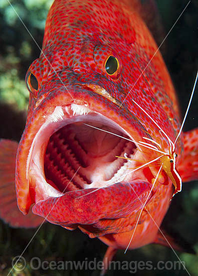 Shrimp cleaning mouth and gills of Cod photo Shrimp cleaning mouth and gills of Cod photo