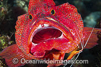 Shrimp and Wrasse cleaning Grouper Photo - Gary Bell