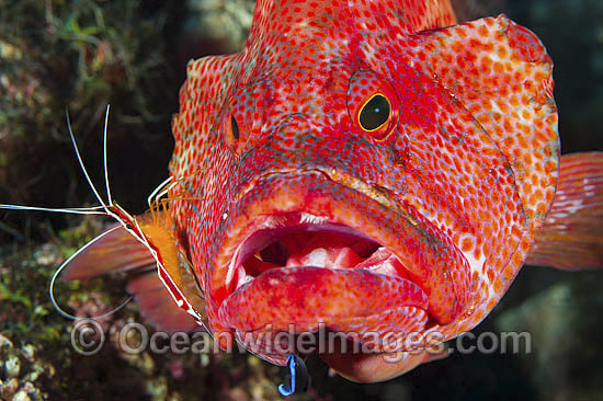 Shrimp and Wrasse cleaning Grouper photo Shrimp and Wrasse cleaning Grouper photo
